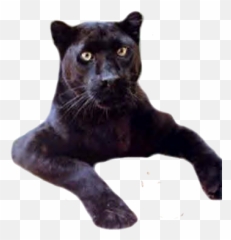 Black Panther - Black Panther Emoji,Panther Emoji