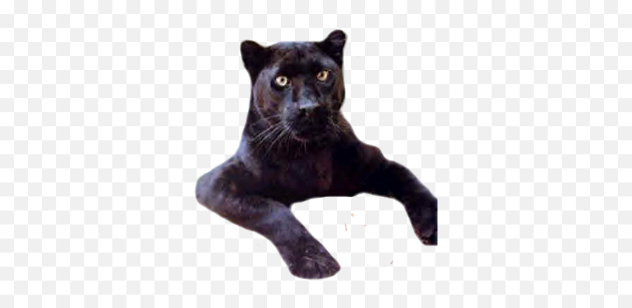 Black Panther - Black Panther Emoji,Panther Emoji