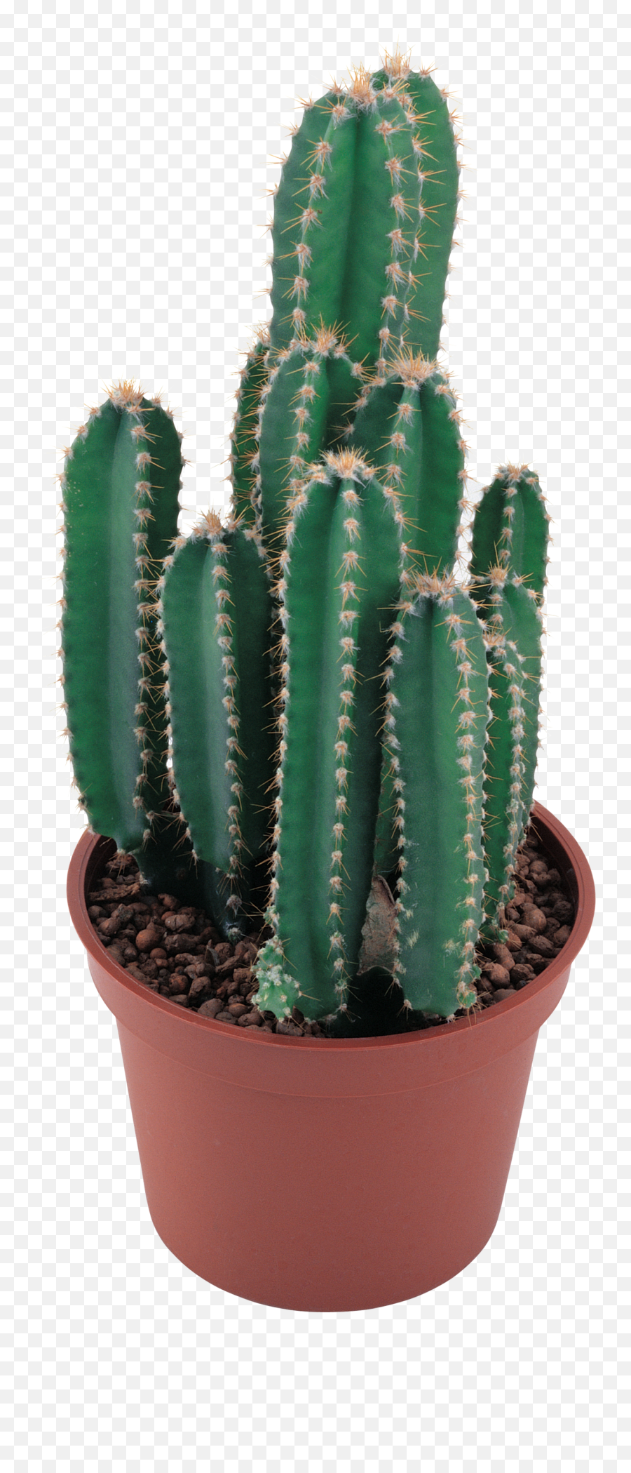 Cactus Plants - Cactus No Background Png Emoji,Flag Honey Plant Emoji