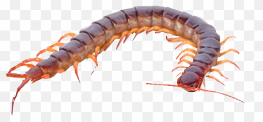 Trending Centipede Stickers - Snake Gang Meme Emoji,Centipede Emoji