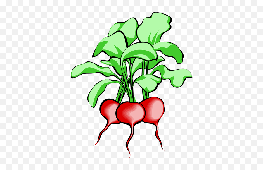 Vector Image Of Radishes - Transparent Beets Clipart Emoji,Trini Flag Emoji