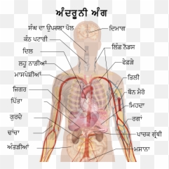 Internal Organs Pa - Coloring The Human Body Organs Emoji,Shoulder Shrug Emoji