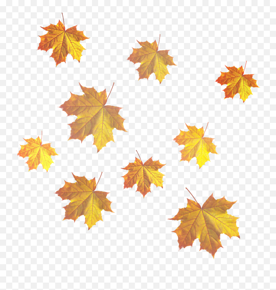 Maple Leaves Mixed Autumn Fall Emoji,Maple Leaf Emoji