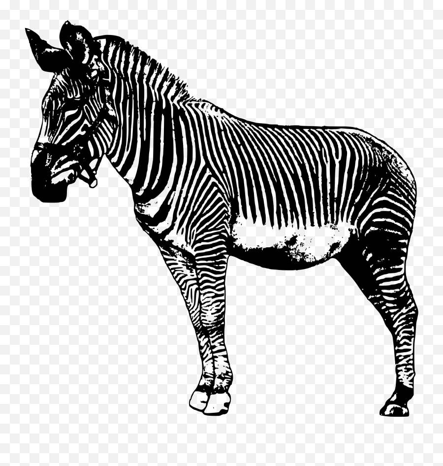 Zebra Drawing Clip Art - Zebras Drawing Transparent Background Emoji,Zebra Emoji