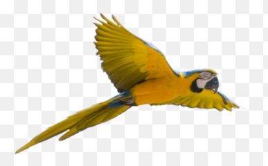Download - Flying Bird Transparent Background Emoji