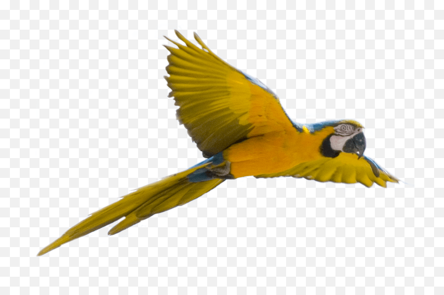 Download - Flying Bird Transparent Background Emoji,Parakeet Emoji