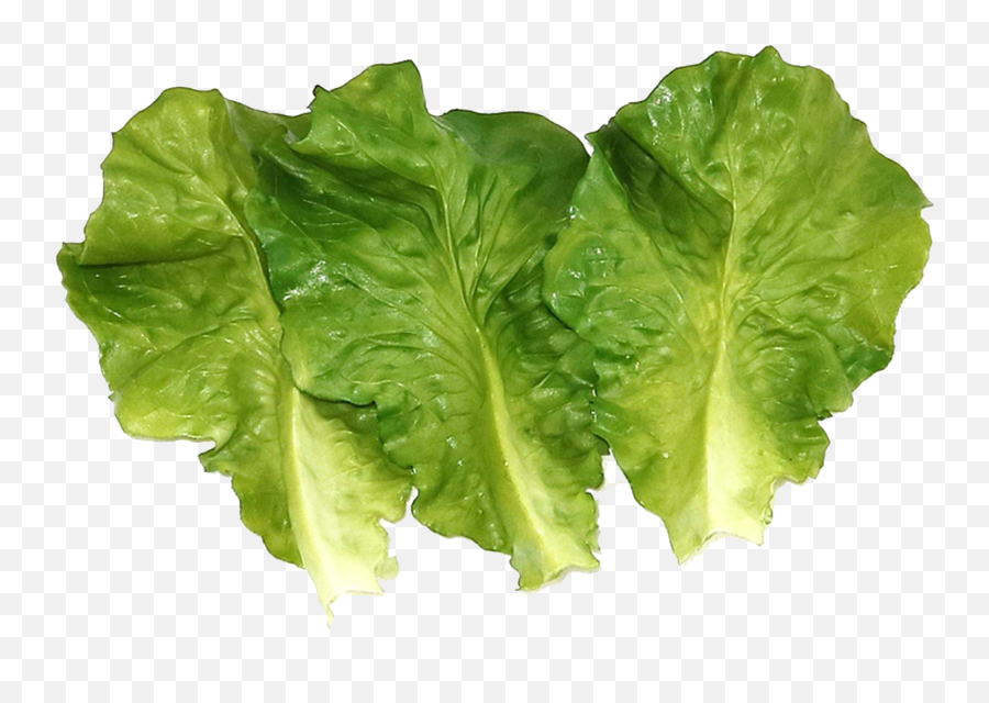Vegetable Green Leaves Kohlrabi Png Free Images - Lettuce Emoji,Lettuce Emoji