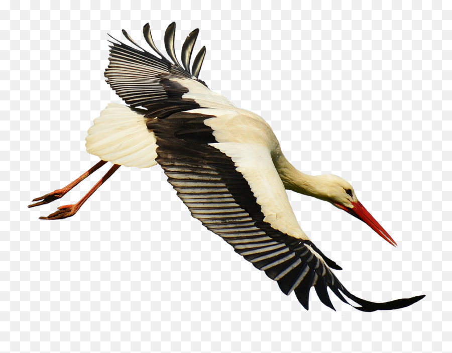 Crane Clipart Stork Bird - Stork Color Palette Emoji,Stork Emoji
