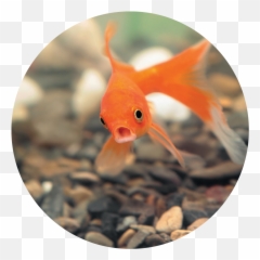 5 Things To Remember About Gen - Peixe Com Os Olhos Esbugalhados Emoji,Goldfish Emoji
