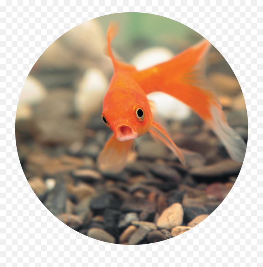 5 Things To Remember About Gen - Peixe Com Os Olhos Esbugalhados Emoji,Goldfish Emoji