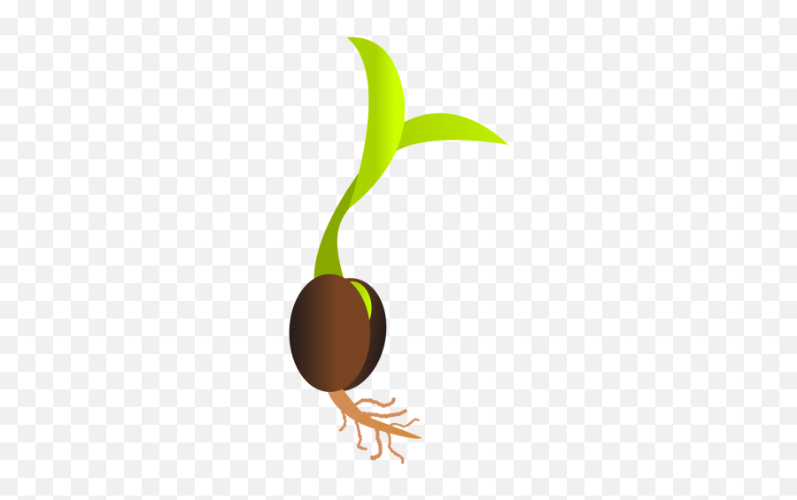 Germination Monocotyledon Sprout Seed Plant - Seed Clipart Png Emoji,Seedling Emoji