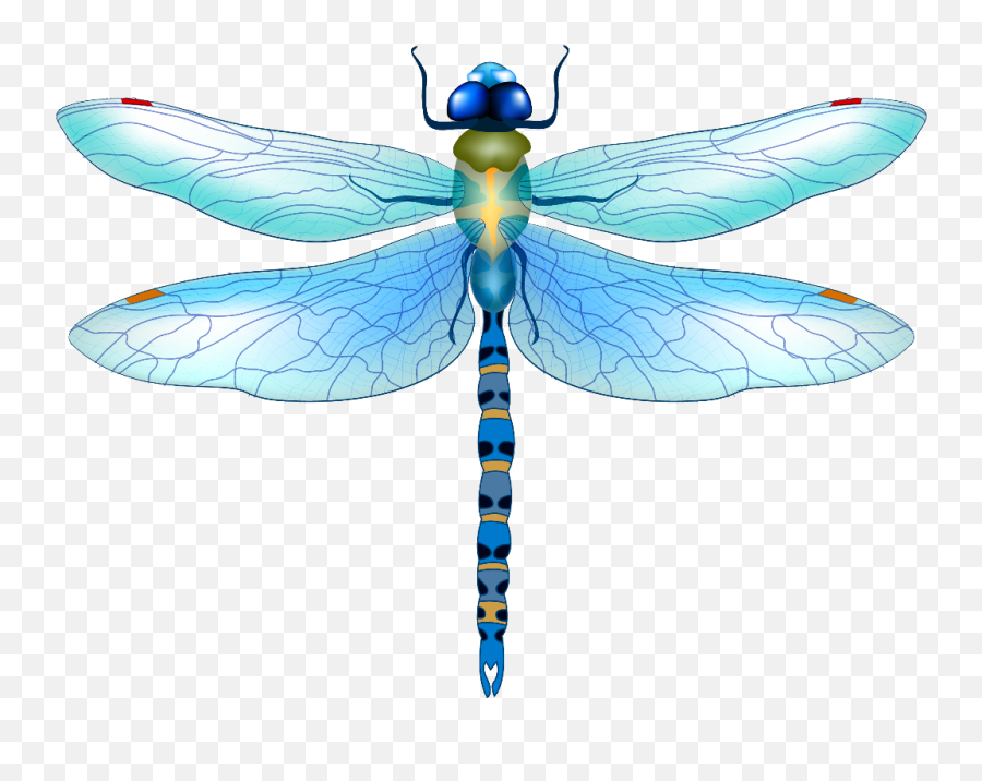 Dragonfly - Dragonfly Clipart Png Emoji,Dragonfly Emoji