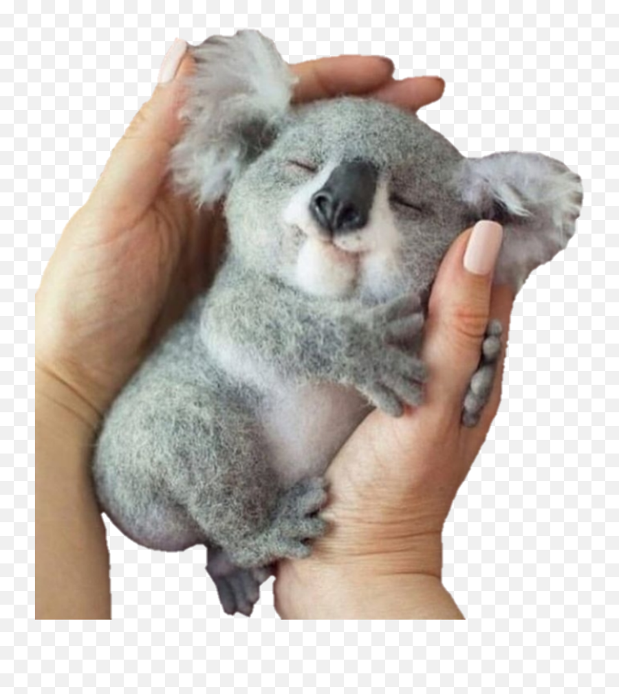 Largest Collection Of Free - Cute Baby Koala Emoji,Koala Emojis