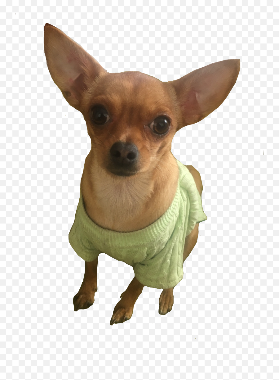 Chihui Dog Chihuahua Sticker - Chawawa Transparrent Emoji,Chihuahua Emoji