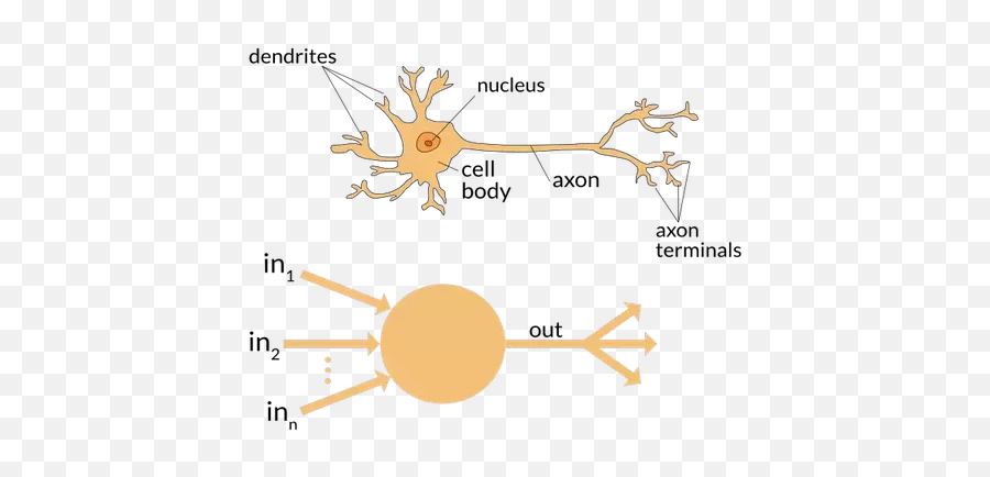 Ai In Medicine A Beginneru0027s Guide Hacker Noon - Neuron And Artificial Neuron Emoji,Roger Federer Emoji