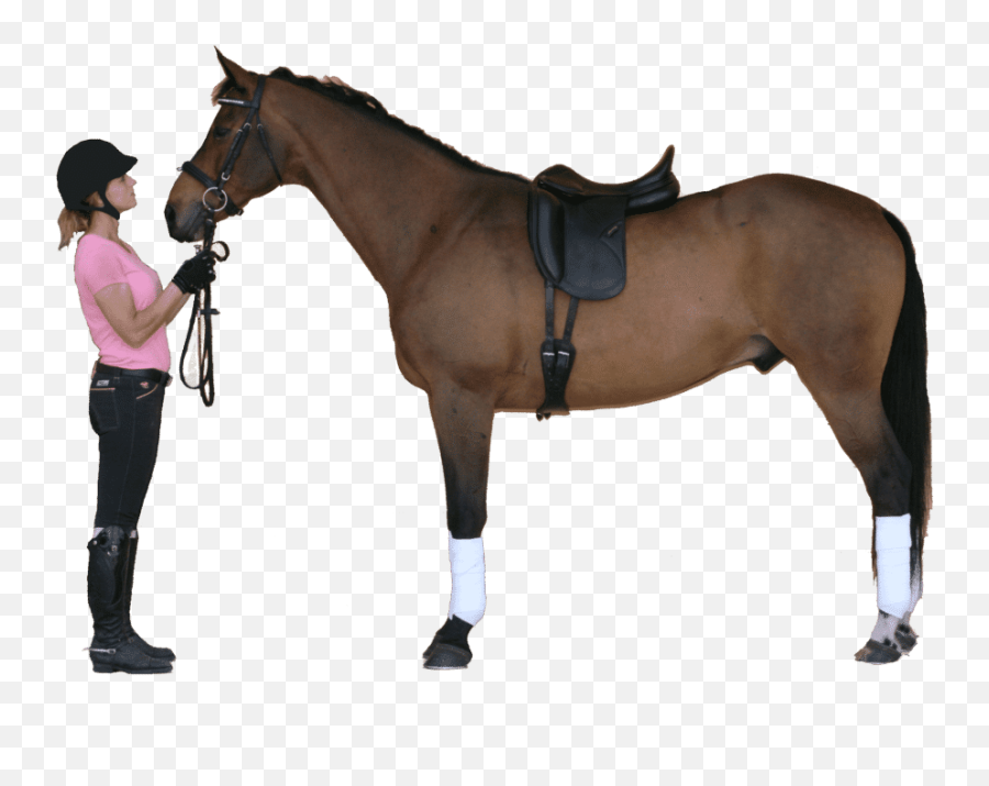 Dressage Saddles On Horses Clipart - Horse With Saddle Png Emoji,Man And Horse Emoji