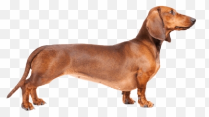 Dog Png And Vectors For Free Download - Transparent Weiner Dog Png Emoji,Wiener Dog Emoji
