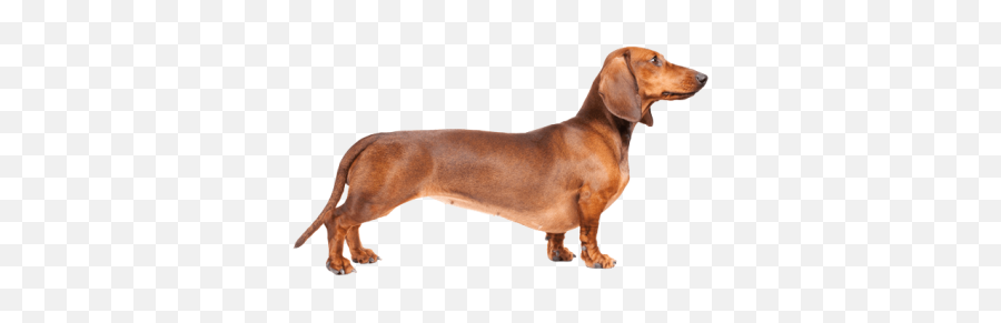 Dog Png And Vectors For Free Download - Transparent Weiner Dog Png Emoji,Wiener Dog Emoji