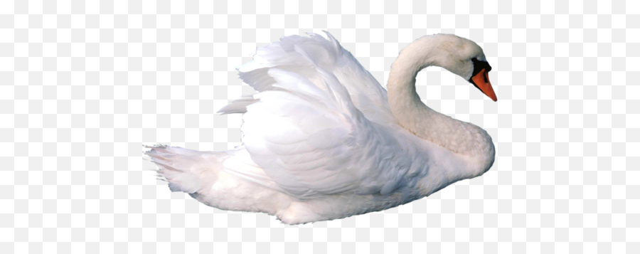5 Swan - Swan In White Background Emoji,Swan Emoji