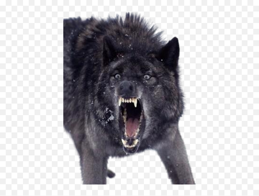 Growling Black Wolf Psd Official Psds - Insanity Wolf Emoji,Growl Emoji