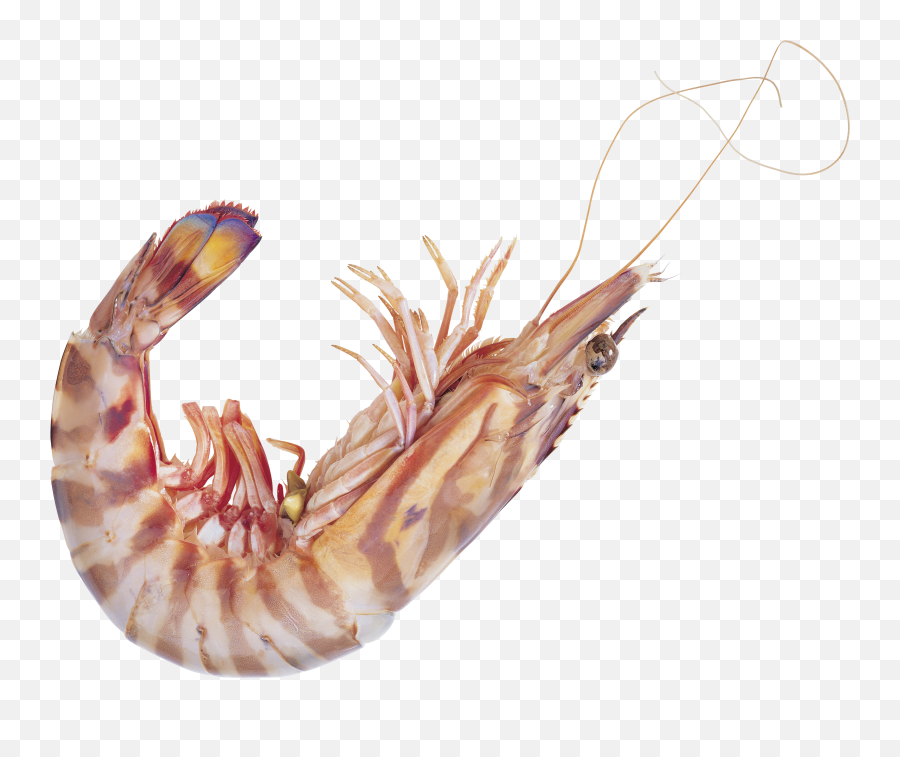 Live Shrimp Png - Transparent Shrimp Transparent Cartoon Fichier Png Fruits De Mer Png Emoji,Shrimp Emoji