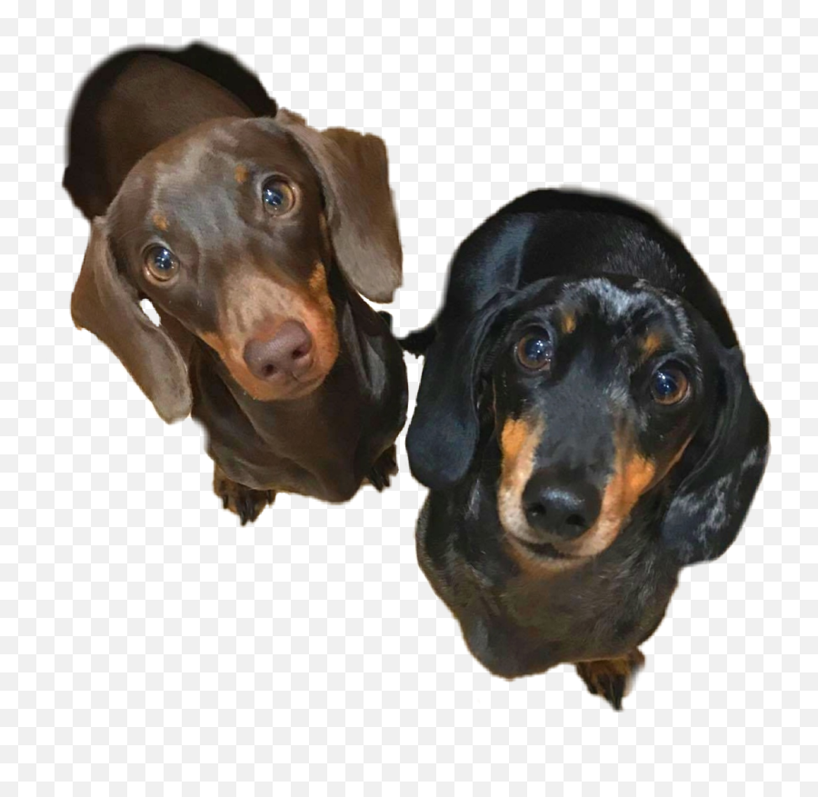 Trending - Vulnerable Native Breeds Emoji,Wiener Dog Emoji