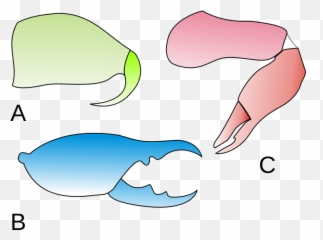 Queliceros - Dibujo Emoji