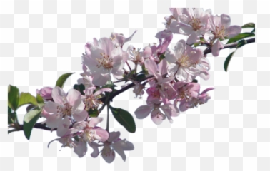 blossom PNG and vectors for Free Download - DLPNGcom Real Cherry Blossom Png Emoji