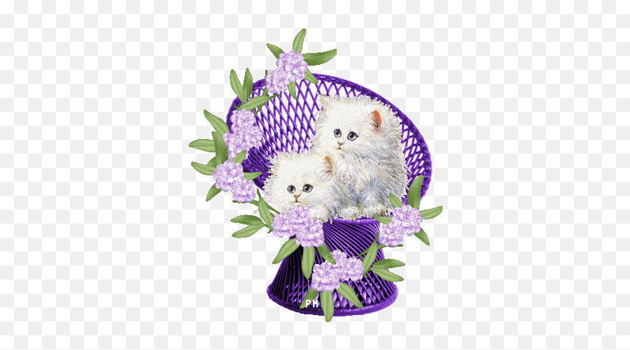 I Have Always Wanted A White Persian Cat - Someday Cat Gifs De Cachorros Emoji,Kitten Emoticons