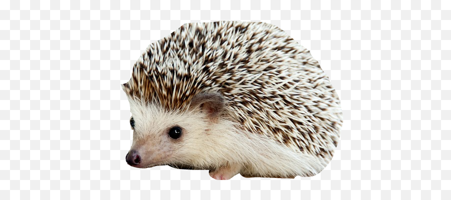 Hedgehog As Sticker - Cute Animal Backgrounds Emoji,Hedgehog Emoji