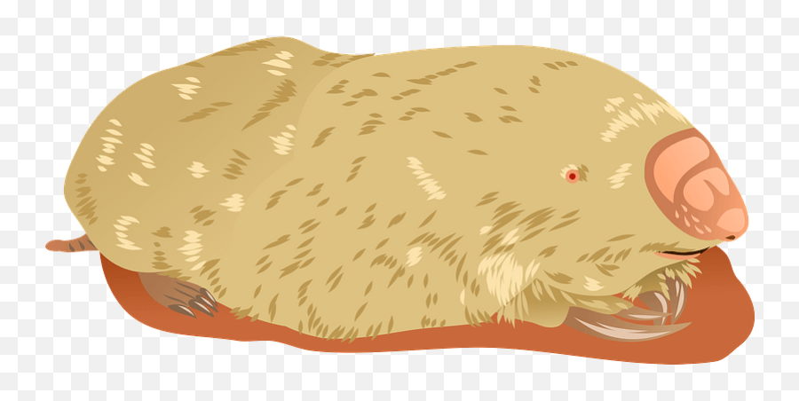 Marsupial Mole Clipart Free Download Transparent Png - Soft Emoji,Possum Emoji