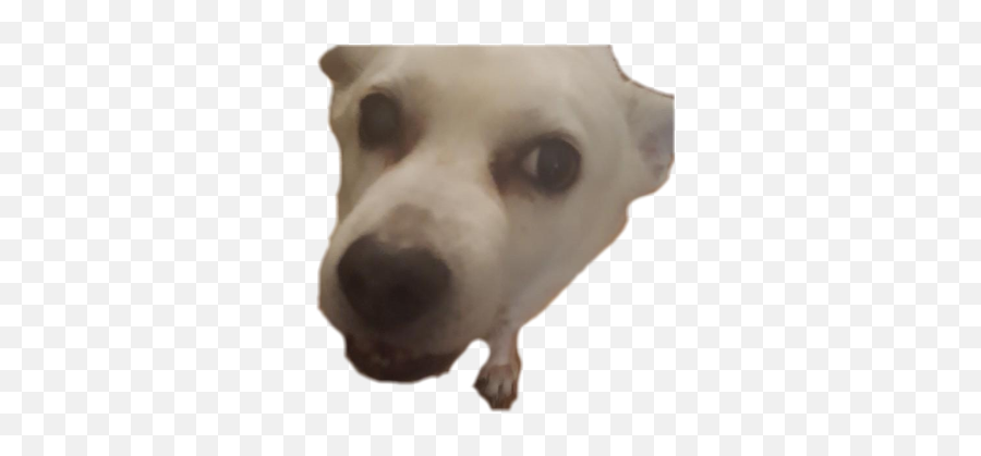 Discord Dog Emojis Png,Emoji Dog