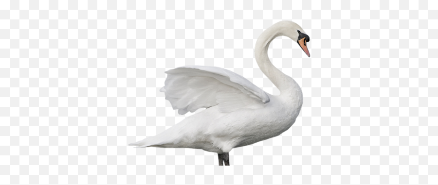 Download Swan Free Png Transparent Image And Clipart - Portable Network Graphics Emoji,Swan Emoji