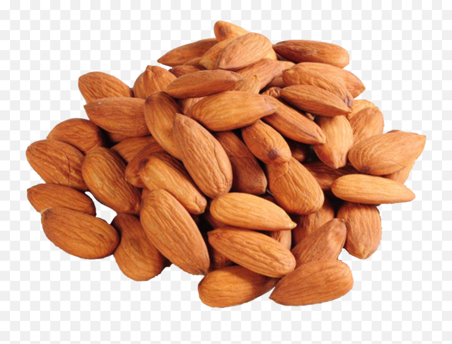 40 Png Almond Pics To Free Download On Animal Maker - Almond Gurbandi Emoji,Walnut Emoji