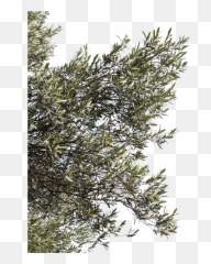 10 Tree Clipart Branch Pics To Free Download On Animal Maker - Olive Tree Branches Png Emoji,Olive Branch Emoji