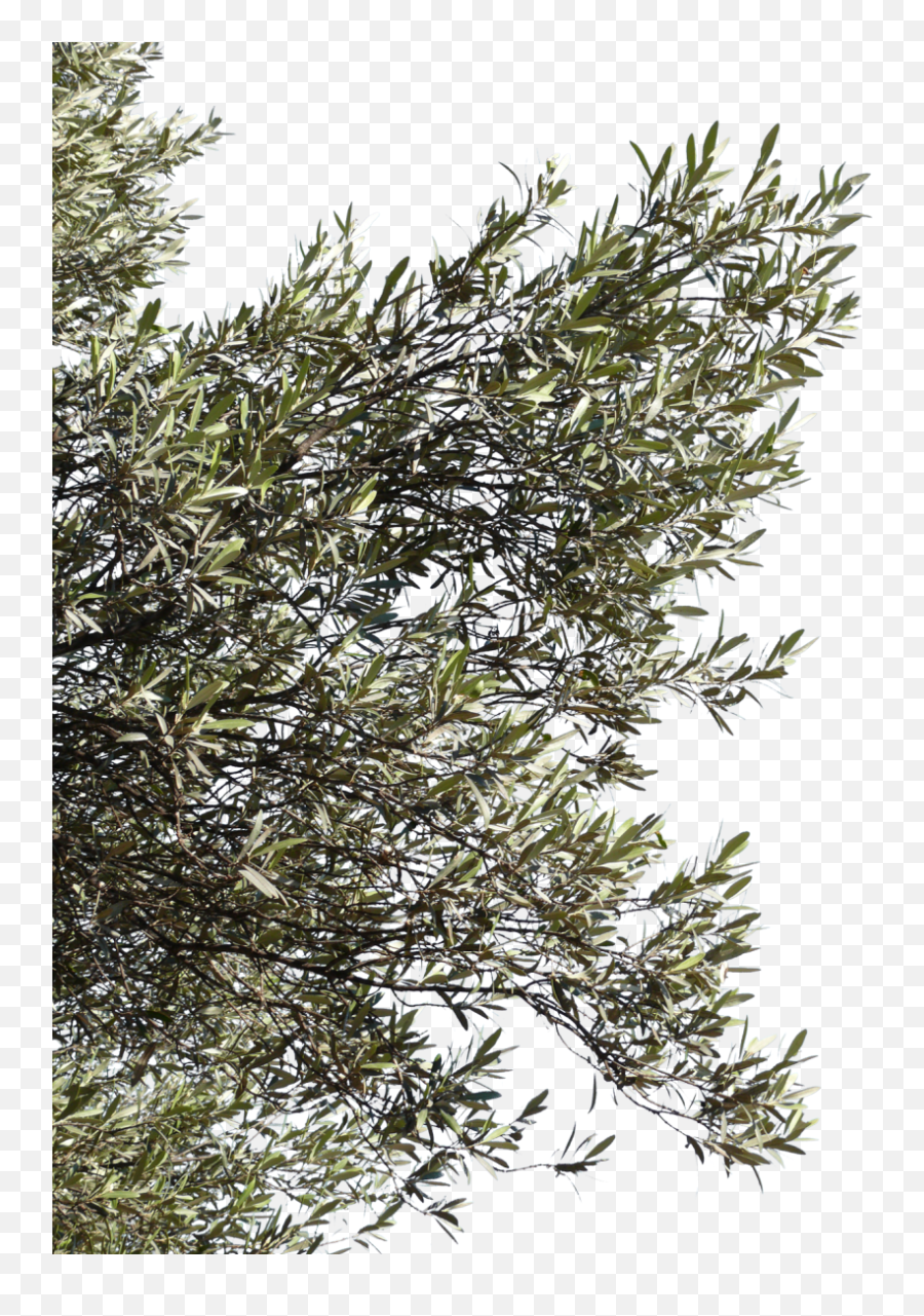 10 Tree Clipart Branch Pics To Free Download On Animal Maker - Olive Tree Branches Png Emoji,Olive Branch Emoji