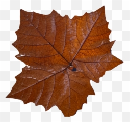 autumn fall leaf leaves mapleleaf Sticker by Stickers - Brown Aesthetic Leaves Emoji