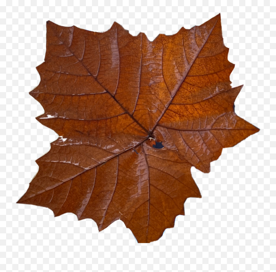 Autumn Fall Leaf Leaves Mapleleaf Sticker By Stickers - Brown Aesthetic Leaves Sticker Emoji,Fall Leaf Emoji