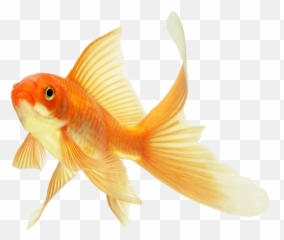 Aesthetic Fish Goldfish Sticker - Goldfish Transparent Background Emoji,Goldfish Emoji
