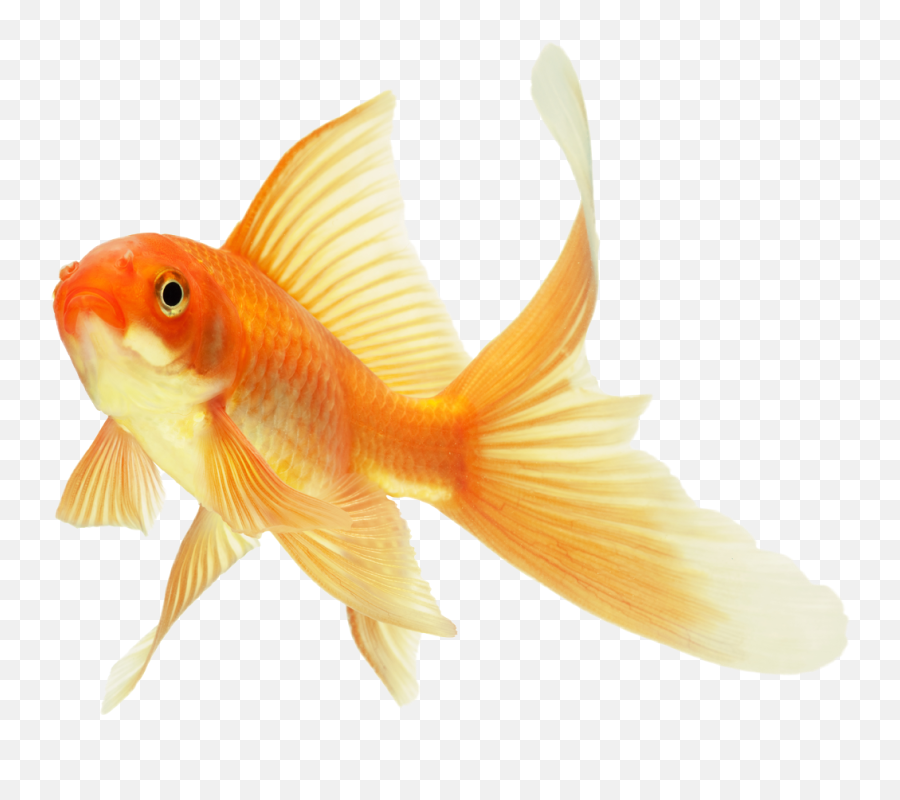Aesthetic Fish Goldfish Sticker - Goldfish Transparent Background Emoji,Goldfish Emoji