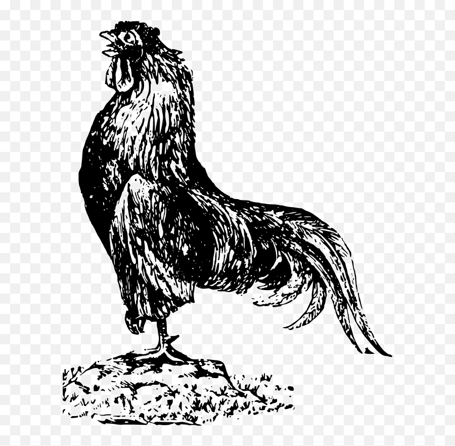 Free Clipart - 1001freedownloadscom Vintage Chicken Rooster Vector Emoji,Rooster Emoticon