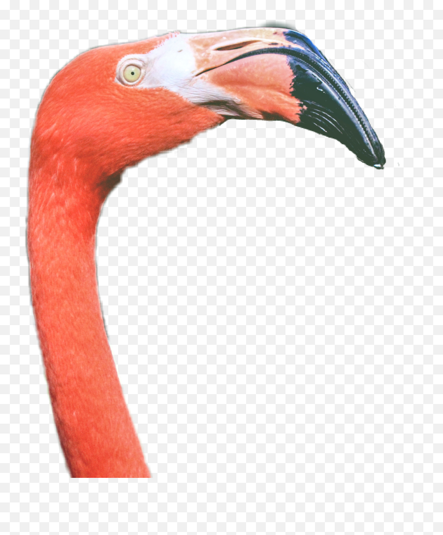 Coral Flamingo Like Flamenco - Greater Flamingo Emoji,Flamingo Emoji