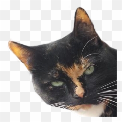 Streamelements - Metalharpey Domestic Cat Emoji,Nose Steam Emoji
