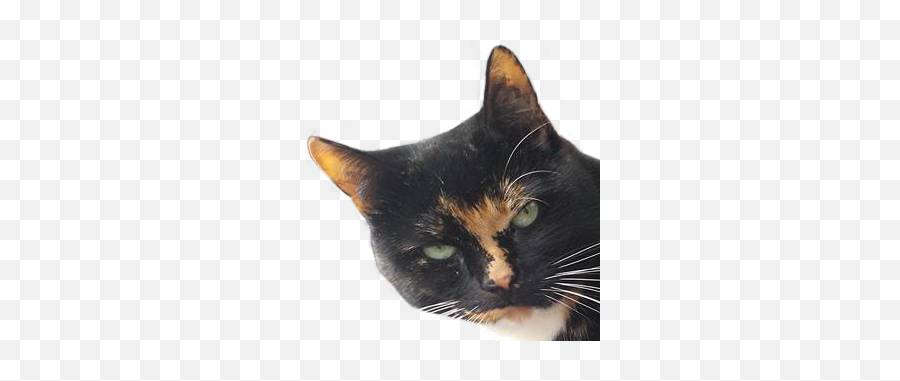 Streamelements - Metalharpey Domestic Cat Emoji,Nose Steam Emoji