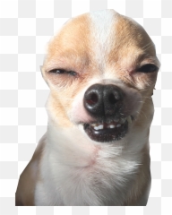 Freetoedit Chihuahua Chihuahuas Image - Chihuahua Funny Transparent Background Emoji,Chihuahua Emoji