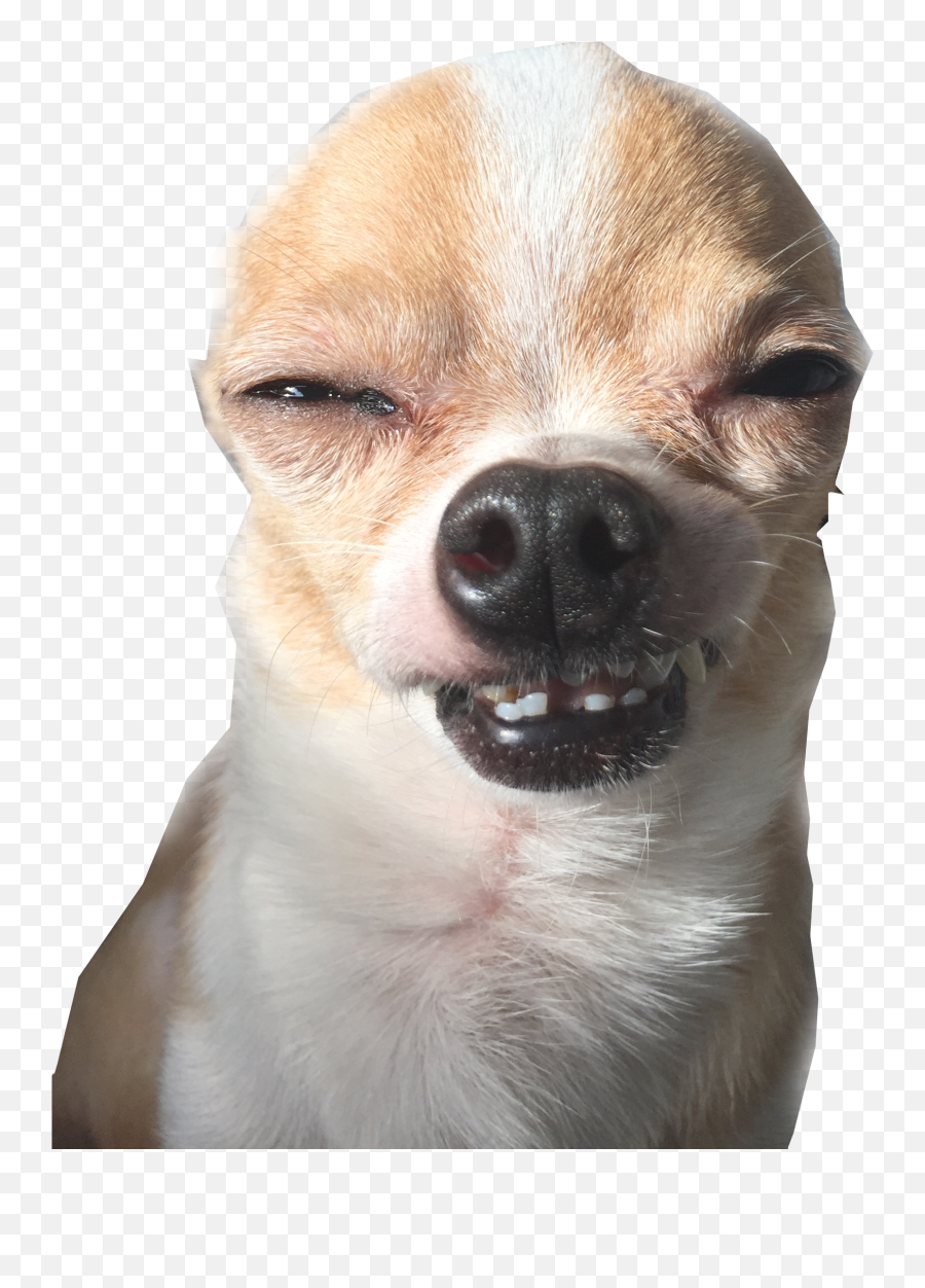 Freetoedit Chihuahua Chihuahuas Image - Chihuahua Funny Transparent Background Emoji,Chihuahua Emoji