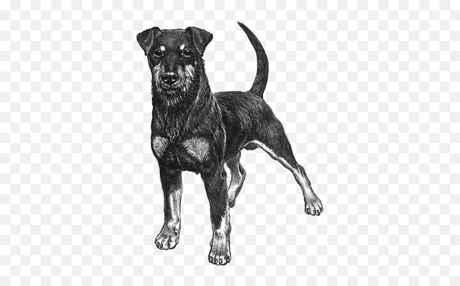 German Hunting Terrier - Pedigreed Breeds Dogwellnetcom German Hunting Terrier Drawing Emoji,Emoji Level 103