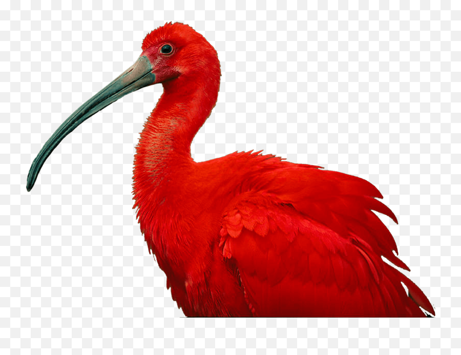 The National Birds Of Trinidad U0026 Tobago - Scarlet Ibis Of Scarlet Ibis National Birds Of Trinidad And Tobago Emoji,Trinidad Emoji