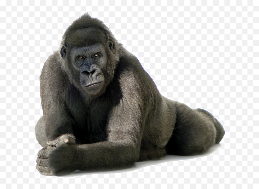 Free Gorilla Clipart Png Download Free Clip Art Free Clip - Gorilla Transparent Background Emoji,Gorilla Emoji