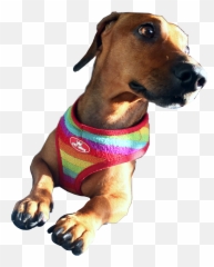 Dachshund Wienerdog Puppy Freetoedit - Companion Dog Emoji,Wiener Dog Emoji